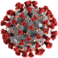 Corona Virus